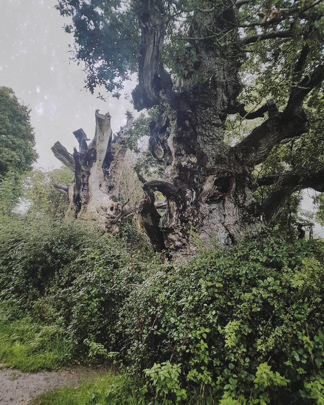 Opus Pocus » Glastonbury Gog & Magog