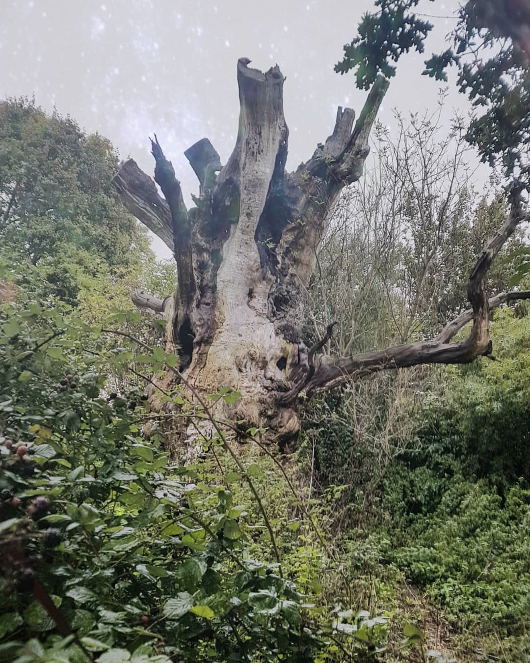 Opus Pocus » Glastonbury Gog & Magog